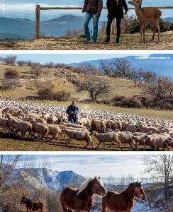 PIRINEUS FAUNA